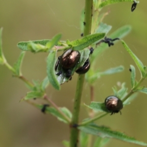 Chrysolina quadrigemina at Wodonga, VIC - 29 Oct 2021