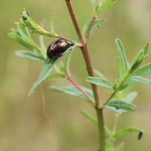 Chrysolina quadrigemina at Wodonga, VIC - 29 Oct 2021