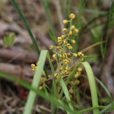 Lomandra filiformis (Wattle Mat-rush) at Wodonga, VIC - 29 Oct 2021 by KylieWaldon