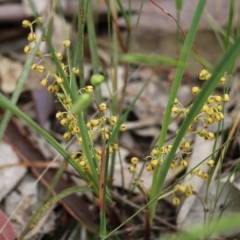 Lomandra filiformis at Wodonga, VIC - 29 Oct 2021 01:12 PM