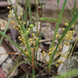 Lomandra filiformis at Wodonga, VIC - 29 Oct 2021