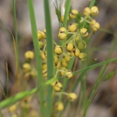 Lomandra filiformis at Wodonga, VIC - 29 Oct 2021