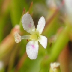 Stylidium despectum (Small Trigger Plant) at Watson, ACT - 29 Oct 2021 by RWPurdie