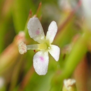 Stylidium despectum at Watson, ACT - 29 Oct 2021 04:34 PM