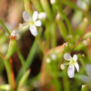 Stylidium despectum at Watson, ACT - 29 Oct 2021 04:34 PM