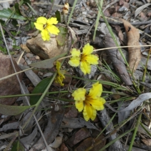 Goodenia hederacea subsp. hederacea at Bruce, ACT - 28 Oct 2021