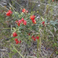 Grevillea alpina (Mountain Grevillea / Cat's Claws Grevillea) at Black Mountain - 29 Oct 2021 by WendyW