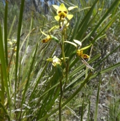 Diuris sulphurea (Tiger Orchid) at Black Mountain - 28 Oct 2021 by WendyW