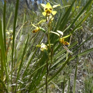 Diuris sulphurea at Bruce, ACT - suppressed