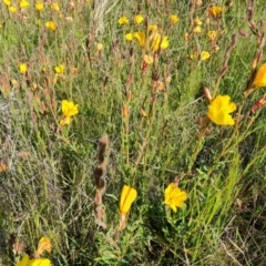 Oenothera stricta subsp. stricta (Common Evening Primrose) at Isaacs Ridge - 29 Oct 2021 by Mike