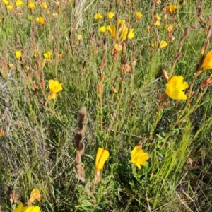 Oenothera stricta subsp. stricta at Jerrabomberra, ACT - 29 Oct 2021 04:15 PM