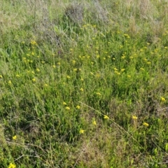 Goodenia pinnatifida (Scrambled Eggs) at Isaacs Ridge and Nearby - 29 Oct 2021 by Mike