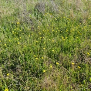 Goodenia pinnatifida at Jerrabomberra, ACT - 29 Oct 2021