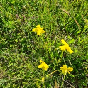 Goodenia pinnatifida at Jerrabomberra, ACT - 29 Oct 2021