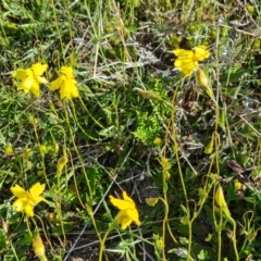 Goodenia pinnatifida at Jerrabomberra, ACT - 29 Oct 2021