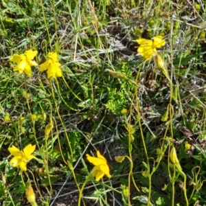 Goodenia pinnatifida at Jerrabomberra, ACT - 29 Oct 2021