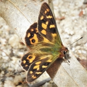 Argynnina cyrila at Paddys River, ACT - 29 Oct 2021