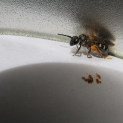 Lasioglossum (Chilalictus) sp. (genus & subgenus) (Halictid bee) at McKellar, ACT - 29 Oct 2021 by Amata