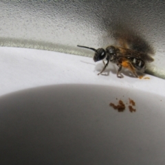 Lasioglossum (Chilalictus) sp. (genus & subgenus) (Halictid bee) at McKellar, ACT - 29 Oct 2021 by Birdy