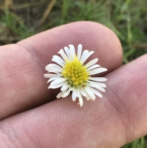 Calotis anthemoides at Lyneham, ACT - 29 Oct 2021