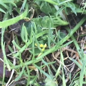 Calotis anthemoides at Lyneham, ACT - 29 Oct 2021