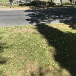 Calotis anthemoides at Lyneham, ACT - 29 Oct 2021