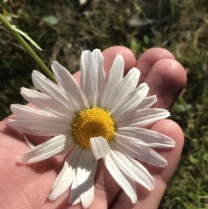 Leucanthemum vulgare at Garran, ACT - 29 Oct 2021