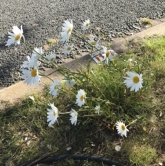 Leucanthemum vulgare at Garran, ACT - 29 Oct 2021