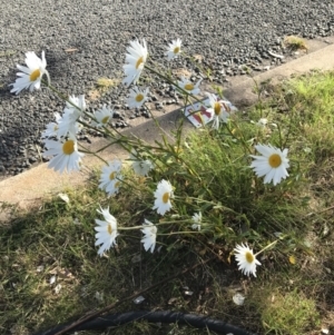 Leucanthemum vulgare at Garran, ACT - 29 Oct 2021 05:22 PM