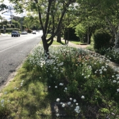 Leucanthemum vulgare at Garran, ACT - 29 Oct 2021