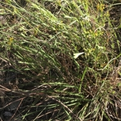 Pimelea curviflora var. sericea at Hughes, ACT - 29 Oct 2021