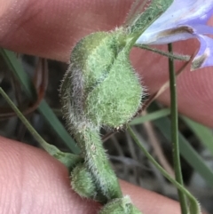 Dasineura sp. (genus) (Flower-galling Midge) at Hughes Garran Woodland - 29 Oct 2021 by Tapirlord