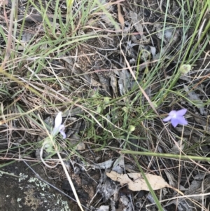 Dasineura sp. (genus) at Garran, ACT - 29 Oct 2021