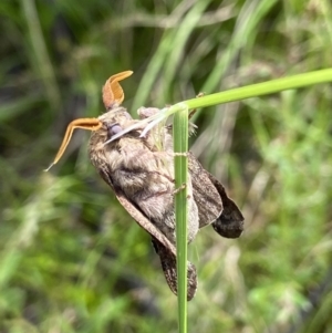 Lasiocampidae (family) at suppressed - suppressed