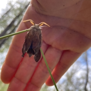 Lasiocampidae (family) at suppressed - suppressed