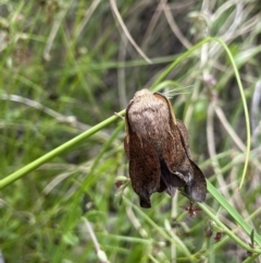 Lasiocampidae (family) at suppressed - suppressed