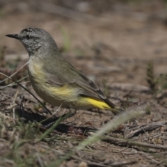 Acanthiza chrysorrhoa (Yellow-rumped Thornbill) at Hawker, ACT - 7 Oct 2021 by AlisonMilton