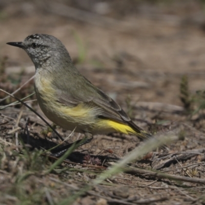 Acanthiza chrysorrhoa (Yellow-rumped Thornbill) at The Pinnacle - 7 Oct 2021 by AlisonMilton