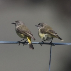 Acanthiza chrysorrhoa at Hawker, ACT - 8 Oct 2021