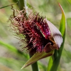 Calochilus platychilus (Purple Beard Orchid) at Stromlo, ACT - 29 Oct 2021 by RobG1