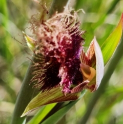 Calochilus platychilus at Stromlo, ACT - suppressed