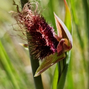 Calochilus platychilus at Stromlo, ACT - suppressed