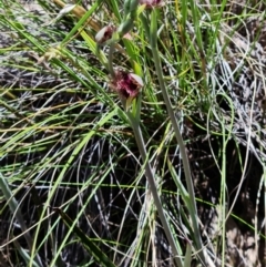 Calochilus platychilus at Stromlo, ACT - 29 Oct 2021