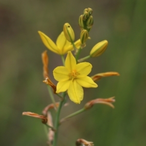 Bulbine bulbosa at Wodonga, VIC - 29 Oct 2021