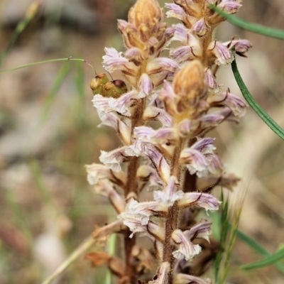 Orobanche minor (Broomrape) at Wodonga - 29 Oct 2021 by KylieWaldon