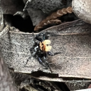 Euophryinae sp.(Undescribed) (subfamily) at Murrumbateman, NSW - 28 Oct 2021 06:03 PM