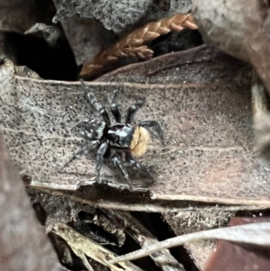 Euophryinae sp.(Undescribed) (subfamily) at Murrumbateman, NSW - 28 Oct 2021 06:03 PM