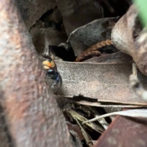 Euophryinae sp.(Undescribed) (subfamily) at Murrumbateman, NSW - 28 Oct 2021 06:03 PM