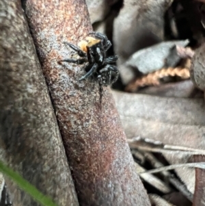 Euophryinae sp.(Undescribed) (subfamily) at Murrumbateman, NSW - 28 Oct 2021 06:03 PM