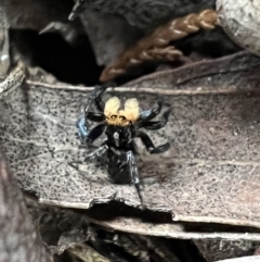 Euophryinae sp.(Undescribed) (subfamily) at Murrumbateman, NSW - 28 Oct 2021 06:03 PM